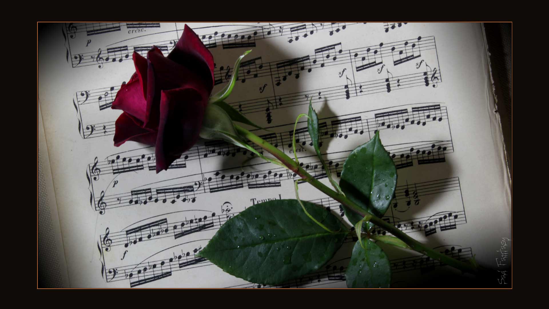 Romantic image of a red rose on sheet music by Sad Fantasy